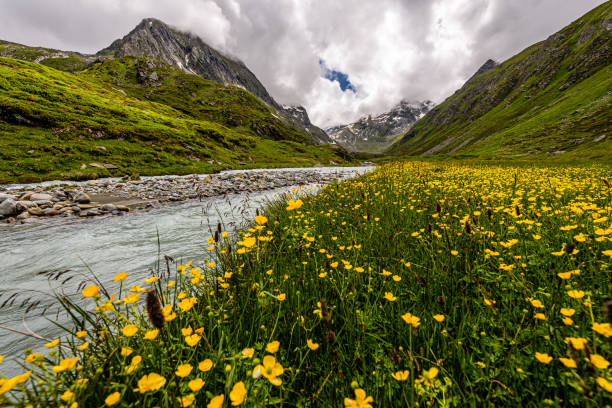 Oberbergbach river in austrian Stubai Alps with yellow flowers in bloom. Oberbergbach river in austrian Stubai Alps with yellow flowers in bloom. neustift im stubaital stock pictures, royalty-free photos & images