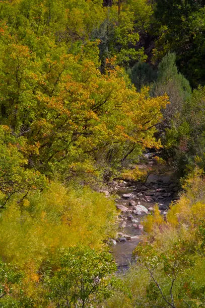 A SantaFe National Forest stream is littered with rocks and cuts through a forest of Autumn color.