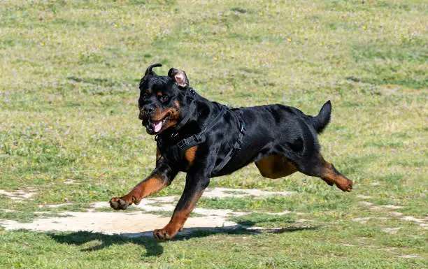 young rottweiler training for protection sport and police