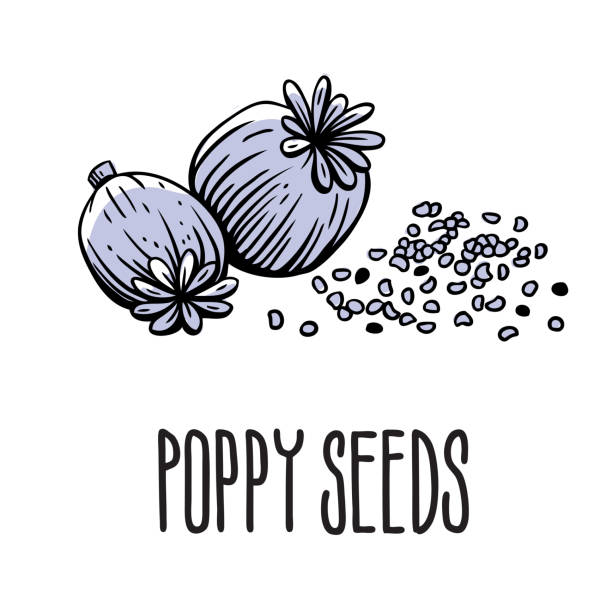 illustrations, cliparts, dessins animés et icônes de une fleur avec des graines de pavot. illustration vectorielle isolée de graines de pavot sur fond blanc avec l’inscription - poppy seed illustrations