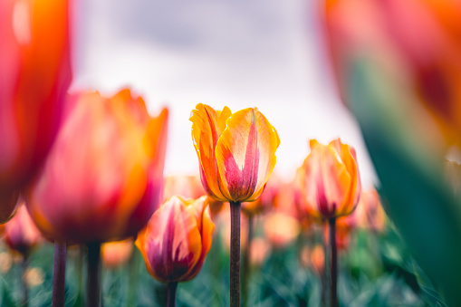 A row of blooming tulips in the park