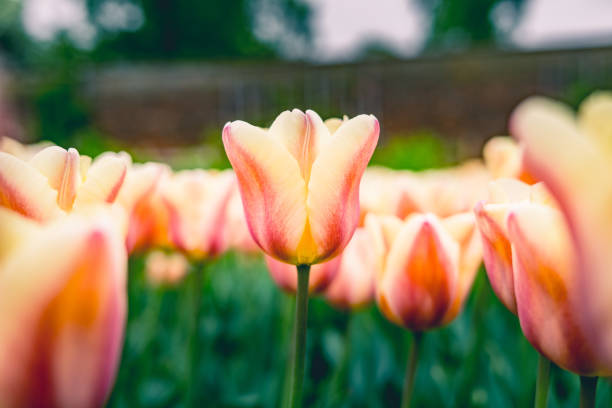 ряд цветущих тюльпанов в парке - bud flower tulip flowers стоковые фото и изображения