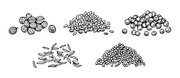 ilustrações de stock, clip art, desenhos animados e ícones de seeds of seasonings and spices, sesame, pepper, poppy seeds, cumin, coriander. - sesame