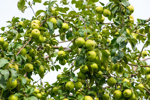 Lots of green apples on the tree. Summer and autumn background