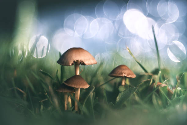 Magic little mushrooms in the grass. Fairy ring mushrooms (Marasmius oreades). Magic little mushrooms in the grass. Bunch of fairy ring mushrooms (Marasmius oreades). Fairytale mushrooms wallpaper. Bitten champignon mushrooms. Fantasy mushrooms. Enchanted mushrooms. Psychedelic and hallucinogenic mushroom. Fruiting body of edible mushrooms in the garden with glowing bubbles in background. Retro style vintage image wallpaper. marasmius oreades mushrooms stock pictures, royalty-free photos & images