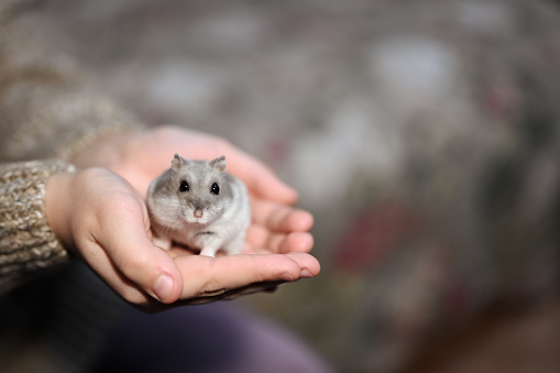 Domestic hamster on the hand, close-up. Home care and love and pet care small gray rodent in human hands portrait