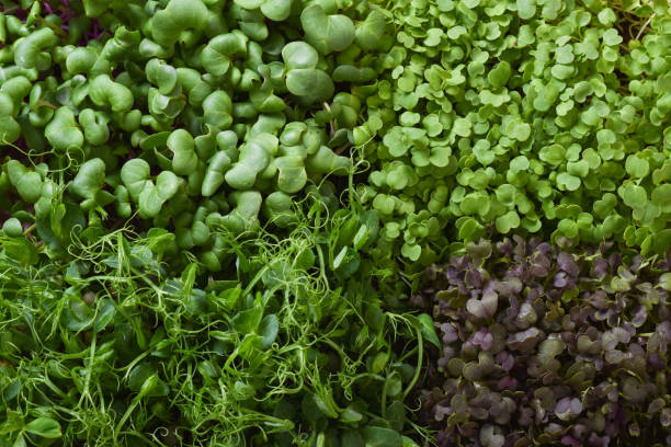 la trama della micro-vegetazione. varie piantine in primo piano. - brussels sprout vegetable organic healthy eating foto e immagini stock