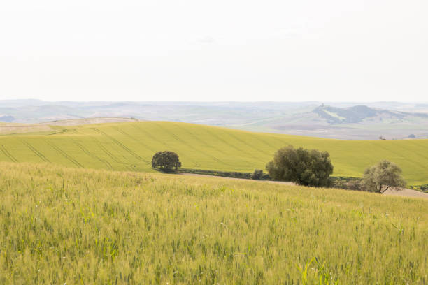 Green cereal crop field. Wheat plant moving in the wind. Wheat field