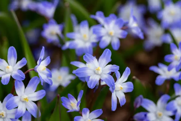 Spring primroses Scilla luciliae close-up. Blue and white Chionodoxa flowers on a flowerbed