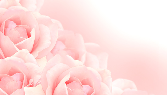 Blurred horizontal background with a bouquet of roses of pink color. Copy space for text. Mock up template. Can be used for wallpaper, wedding card, web page banner