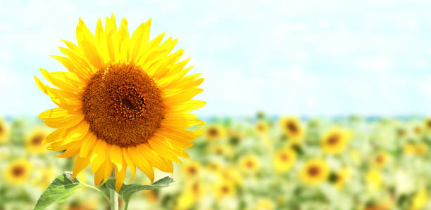 istock Bright yellow sunflower on blurred sunny nature background. Horizontal summer banner with sunflowers field 1394252015