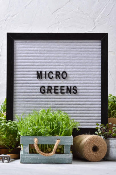 istock Felt board close-up with letters with the inscription microgreens it stands among the micro greenery. 1394252212