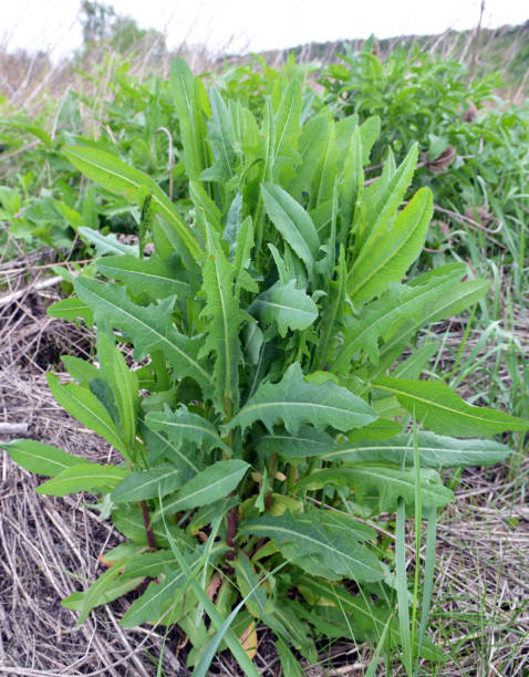 istock It grows in nature Lactuca serriola 1394252545