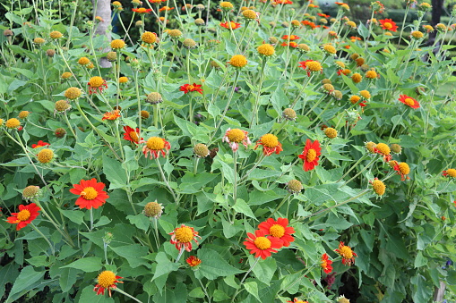Brush of red Mexican sunflower blooming.