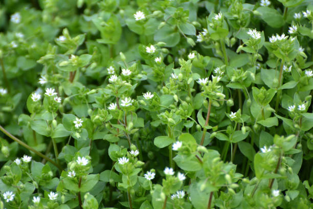 istock In the spring, Stellaria media grows in nature 1394253936
