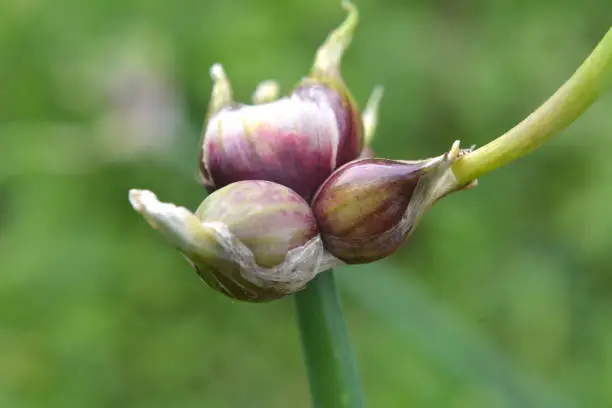 In the garden grows multi-tiered onion with air bulbs