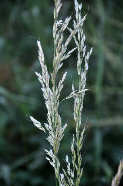 dans la prairie parmi les herbes pousse le ray-grass (arrhenatherum elatius). - provender photos et images de collection