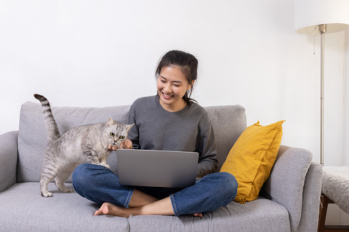 Asian Woman Working at Home using Laptop on Sofa While Pettinging Her Cat