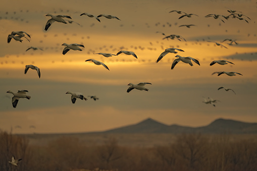 Thousands of Snow Geese fly out of dark sunset skies into wildlife refuge in southern New Mexico to join other flocks of thousands of Snow Geese on their southern migration in the United States of America (USA).
