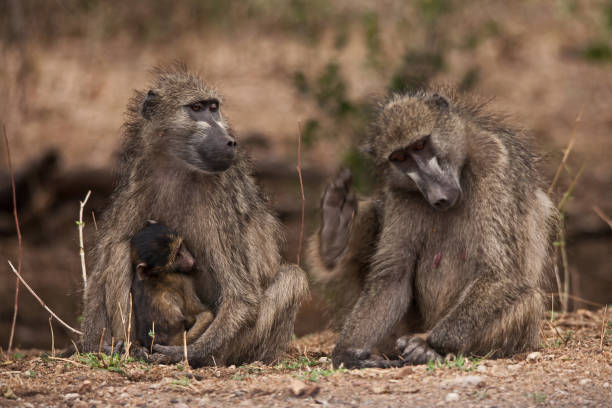 chacma-pavian (papio ursinus) 15086 - kruger national park monkey baboon africa stock-fotos und bilder