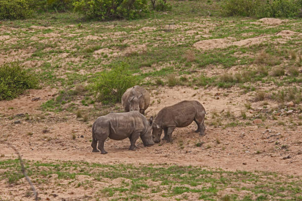 istock Dehorned White Rhino Ceratotherium simum 14794 1394256352
