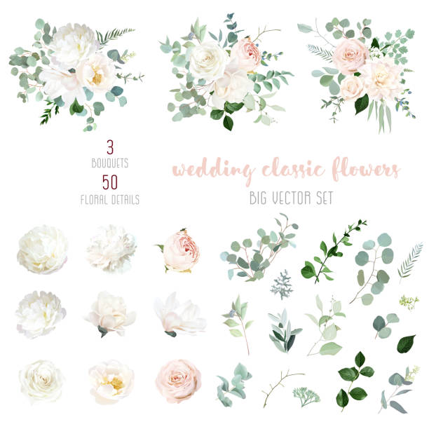 ilustrações de stock, clip art, desenhos animados e ícones de blush pink rose and sage greenery, ivory peony, magnolia, beige dahlia, ranunculus flowers, eucalyptus vector collection. - bouquet rose wedding flower