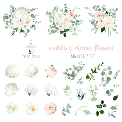 Blush pink rose and sage greenery, ivory peony, magnolia, beige dahlia, ranunculus flowers, eucalyptus vector collection. Floral pastel watercolor wedding set. All elements are isolated and editable