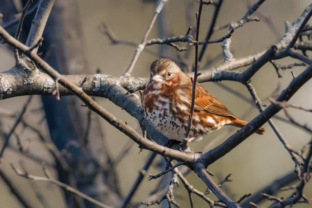 istock Small fox sparrow perched in a tree on an early spring morning 1394258115