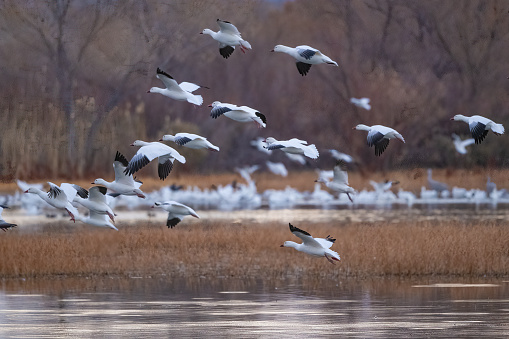 Snow Geese fly out of lake where they have rested overnight in southern New Mexico to join other flocks of thousands of Snow Geese on their southern migration in the United States of America (USA).