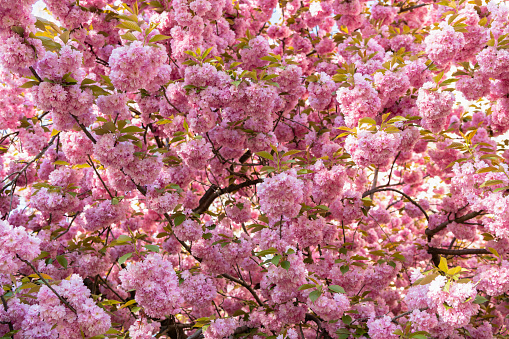 pink sakura flower on blooming spring tree. nature beauty.