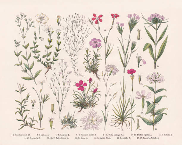 rosa familie (caryophyllaceae), handkolorierter holzstich, veröffentlicht 1887 - prachtnelke stock-grafiken, -clipart, -cartoons und -symbole