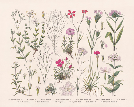Pink family (Caryophyllaceae): 1-2) Mouse-ear chickweed (Cerastium fontanum subsp. vulgar, or Cerastium holosteoides, or Cerastium triviale); 3) Alpine chickweed, or Alpine mouse-ear (Cerastium alpinum); 4-6) Field mouse-ear (Cerastium arvense); 7-8) Annual gypsophila (Gypsophila muralis); 9-12) (Petrorhagia saxifraga, or Tunica saxifraga); 13-14) Fringed pink (Dianthus superbus); 15) Sweet William (Dianthus barbatus); 16-18) Deptford pink (Dianthus armeria); 19-22) Carthusian pink (Dianthus carthusianorum); 23) Alpine pink (Dianthus alpinus); 24) glacier pink (Dianthus glacialis); 25) Maiden pink (Dianthus deltoides); 26-27) Soapwort (Saponaria officinalis). Hand-colored wood engraving, published in 1887.