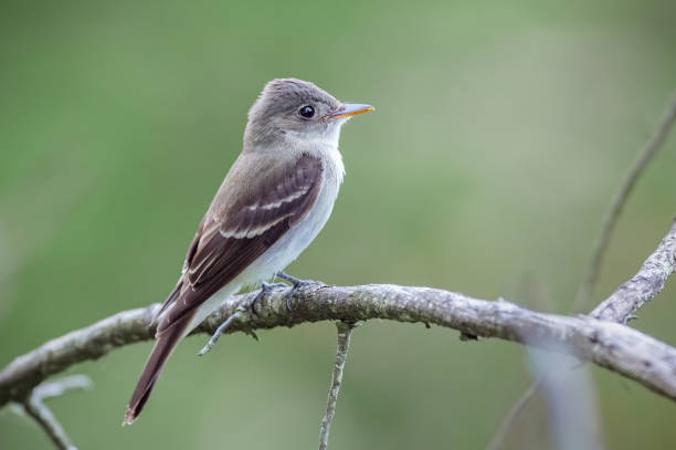 istock Contopus sp. Beautiful light colored flycatcher bird perched very quietly on some tree branches with a beautiful bokeh background. 1394261111