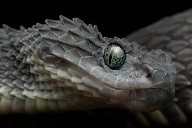 istock Venomous African Bush Viper (Atheris squamigera) - rare black variation 1394262112