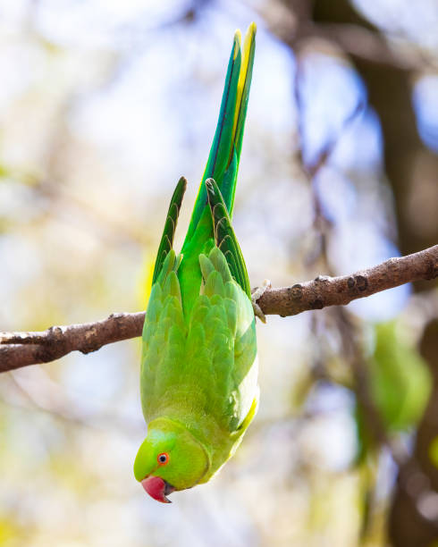 Green Parakeet in a Park in London, UK A beautiful green Parakeet in a central London park. parakeet stock pictures, royalty-free photos & images