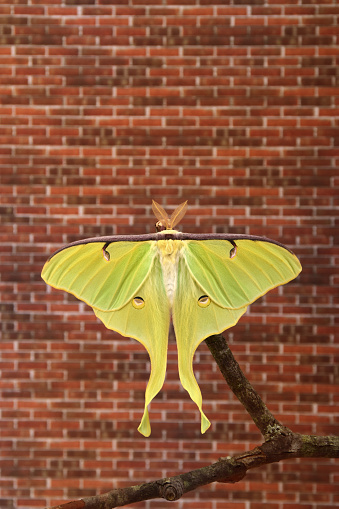 A newly emerged luna moth clings to a branch in front of a brick background.
