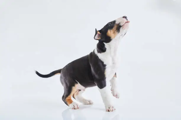 Adorable bull terrier puppy posing on studio white background. Miniature bullterrier boy.
