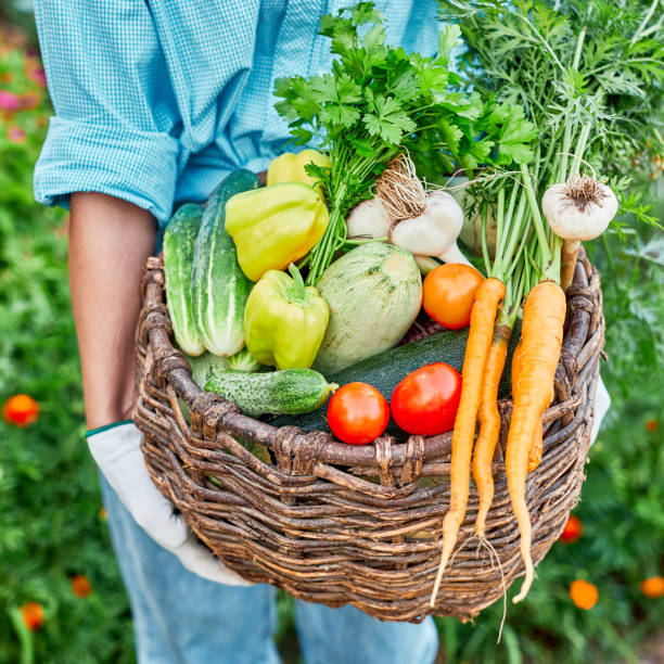 verduras orgánicas. las agricultoras se entregan a las verduras recién cosechadas en la cesta. cosecha de otoño y concepto de alimentación saludable. - biology vegetable farmer fruit fotografías e imágenes de stock