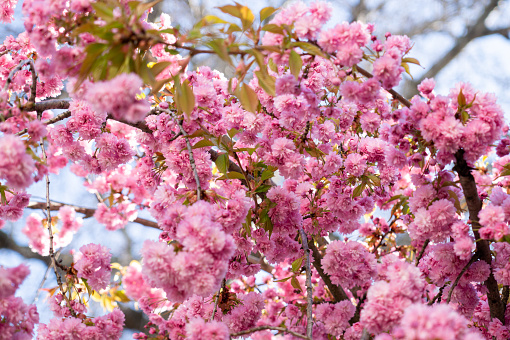 Beautiful blooming garden. Spring flowers of sakura tree