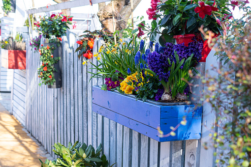 Beautiful blooming colourful flowers in a spring rustic garden, bright flower pots. Gardening and a horticulture