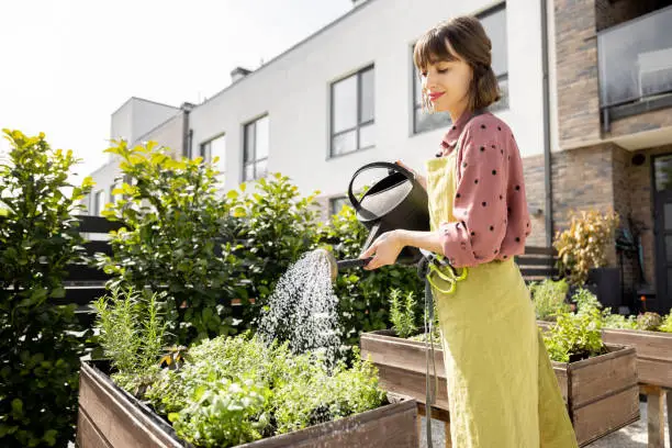 Photo of Woman watering fresh herbs at home vegetable garden