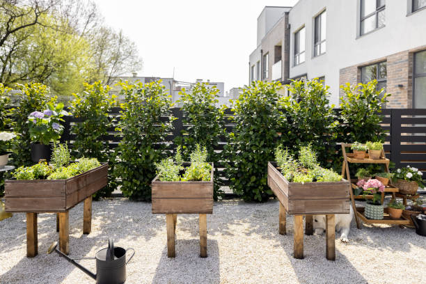 Home vegetable garden with fresh herbs