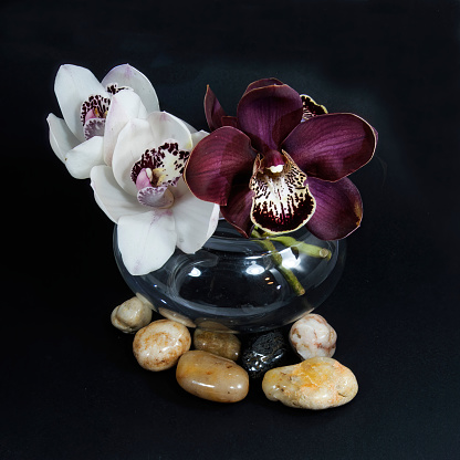 Beautiful white & purple Cymbidium orchids; (Boat Orchid) blossom in a glass vase close up isolated on a black coloured background with scattered decorative stones.. Wall art and decoration image.