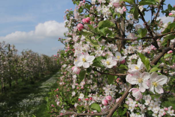 istock branches full of blossom in an apple orchard 1394268086
