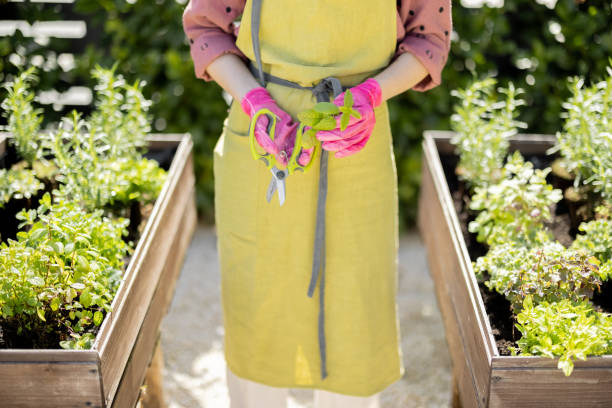 istock Gardener in green apron holding cutted mint leaves 1394268299