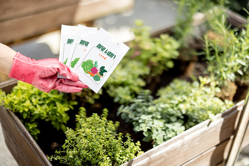 Holding vegetable seeds in paper packets with growing plants on background, close-up. Growing vegetables from seeds, design of packaging concept