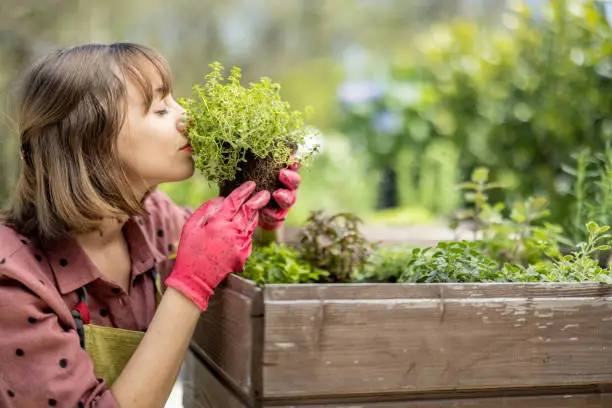 Photo of Woman planting spicy herbs at home vegetable garden