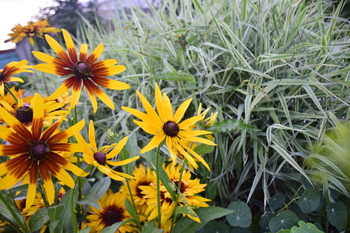 Gold rudbeckia flowers in tall grass on a sunny day.