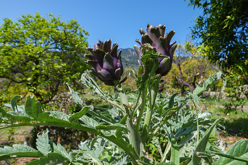 The artichoke, Cynara cardunculus is a thistle-like, vigorous cultivated plant of the composite family. It is cultivated for its edible budded inflorescences and eaten as a flowering vegetable.