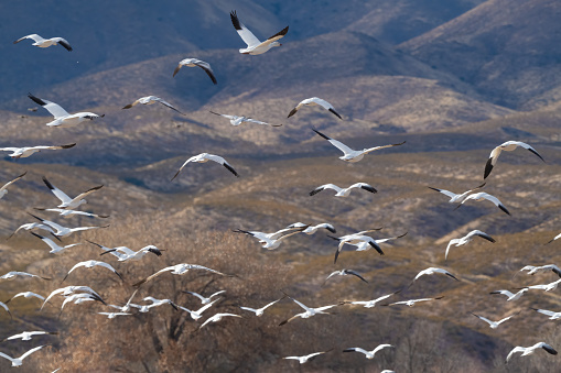 Heading north, Snow Geese fly out of lake where they have rested overnight in southern New Mexico to join other flocks of thousands of Snow Geese on their southern migration in the United States of America (USA).